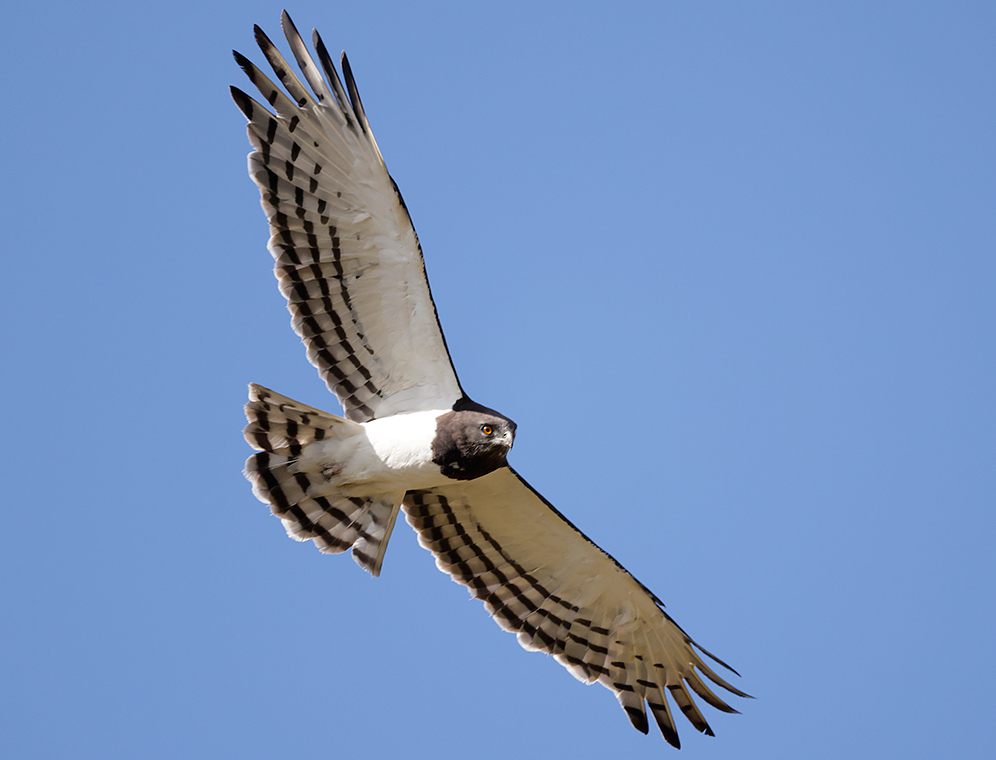 Black-chested Snake Eagle